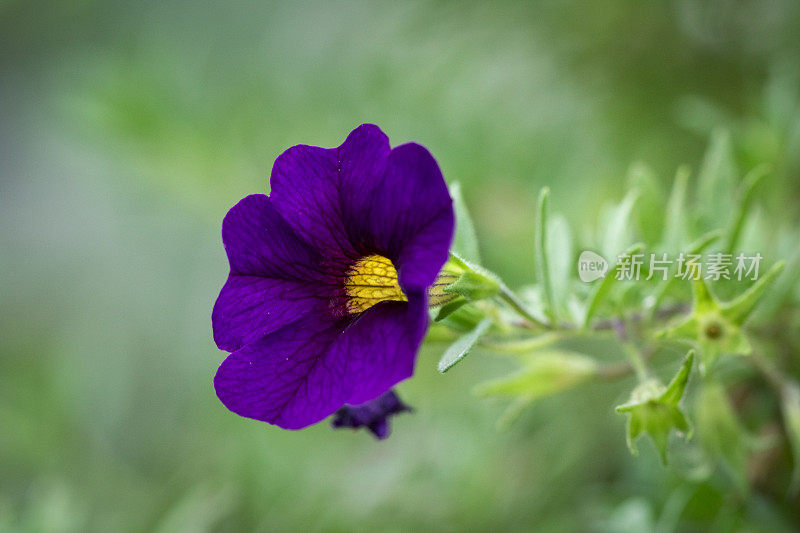 花园里盛开的紫色矮牵牛花(Petunia x hybrida)。花。